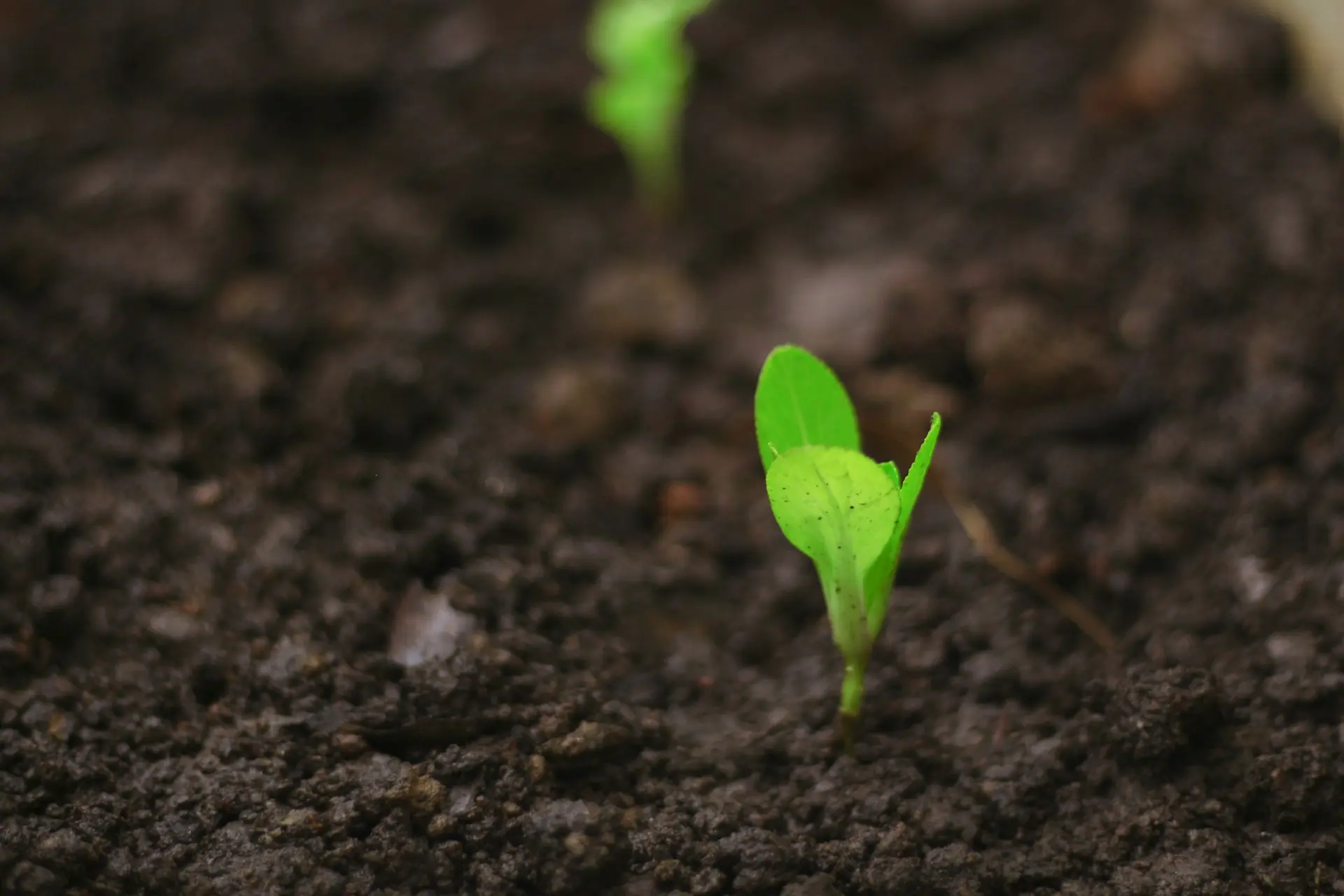 Featured image for the post: Create your Markdown blog in Node.js