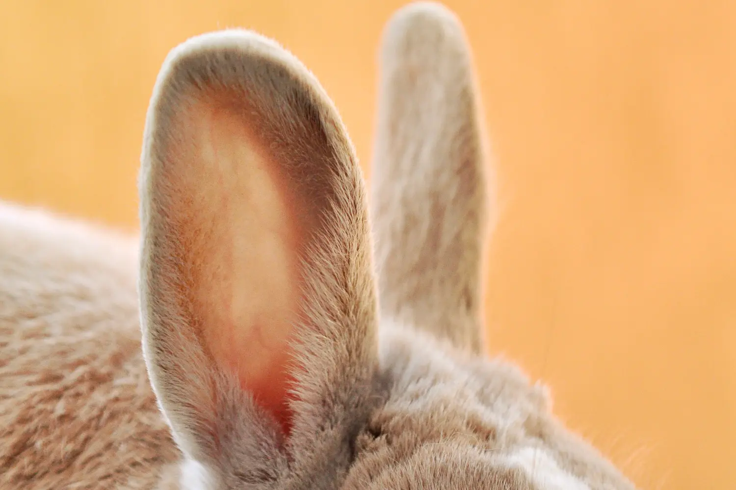Ears of chiatto bunny